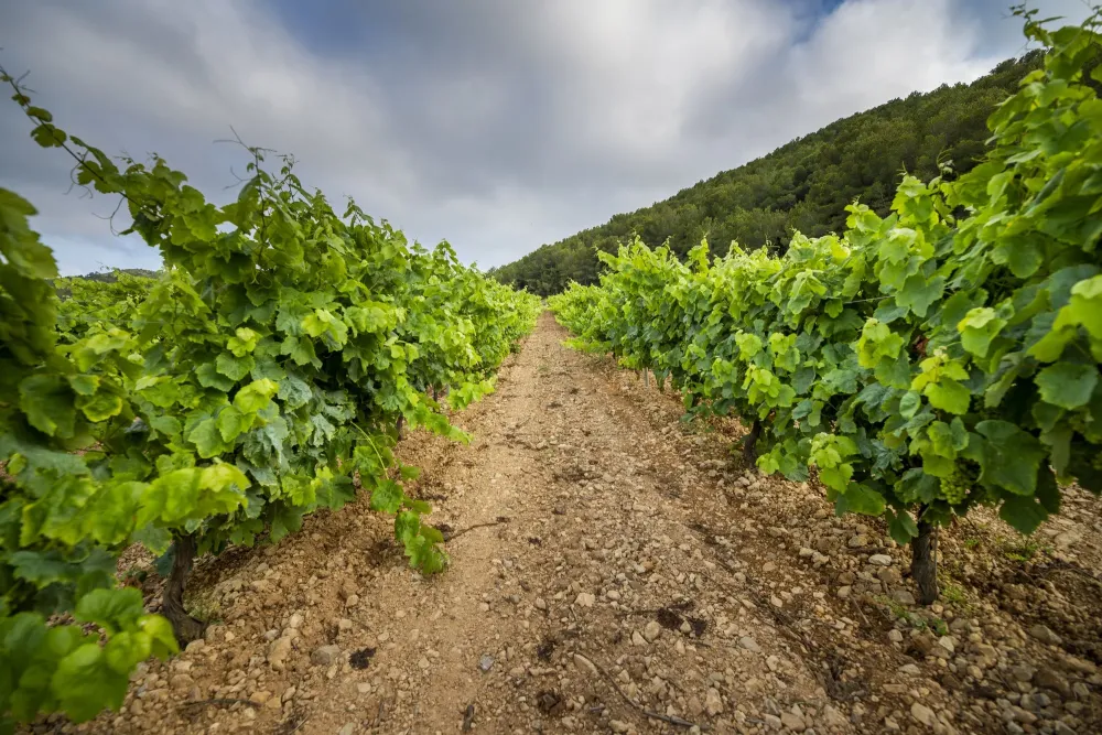 beautiful-view-vineyard-cloudy-day