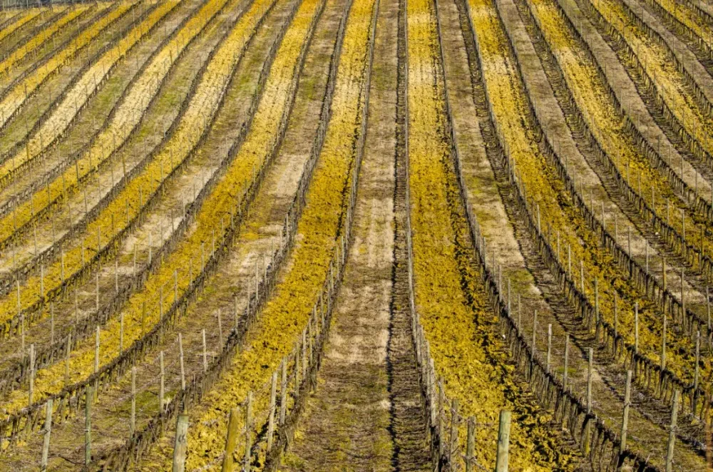 Vignoble bio à Saint-André-de-Sangonis